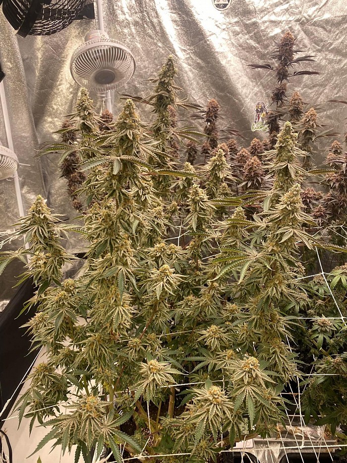 OG - FARMHOUSE